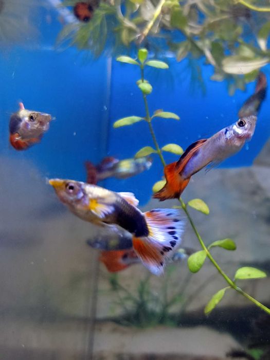 Акваріумні рибки гуппі (мікс)/Аквариумные гуппи (микс)