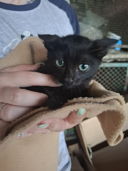 Gatinhos de 2 meses e meio