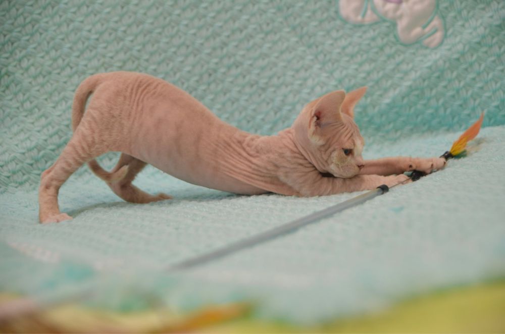 Котеня девон рекс хлопчик