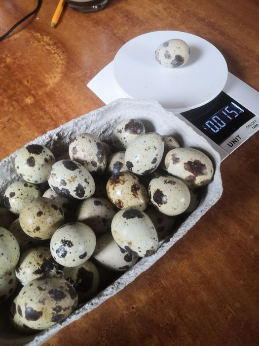 Jajka przepiórcze lęgowe i konsumpcyjne