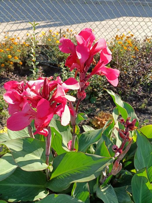 Canny duże sadzonki