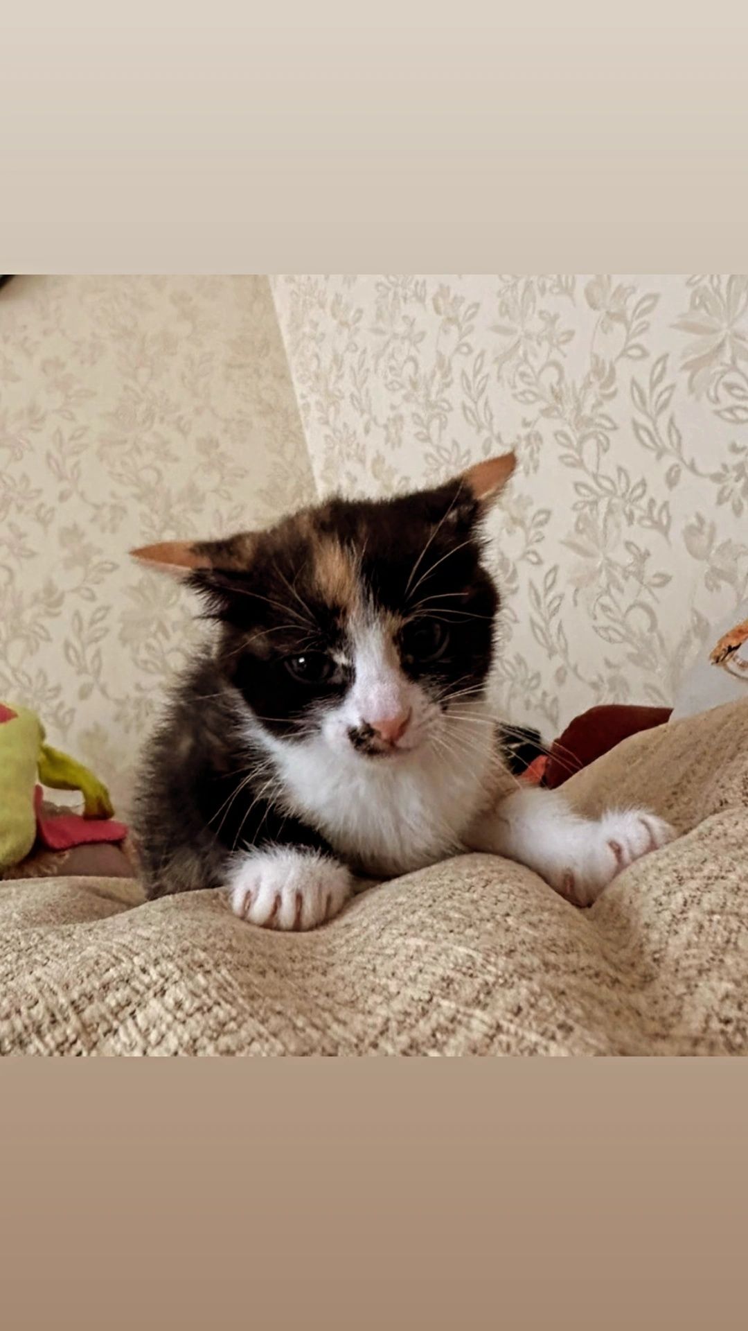 Отдам котенка трехцветку, 2 месяца, девочка