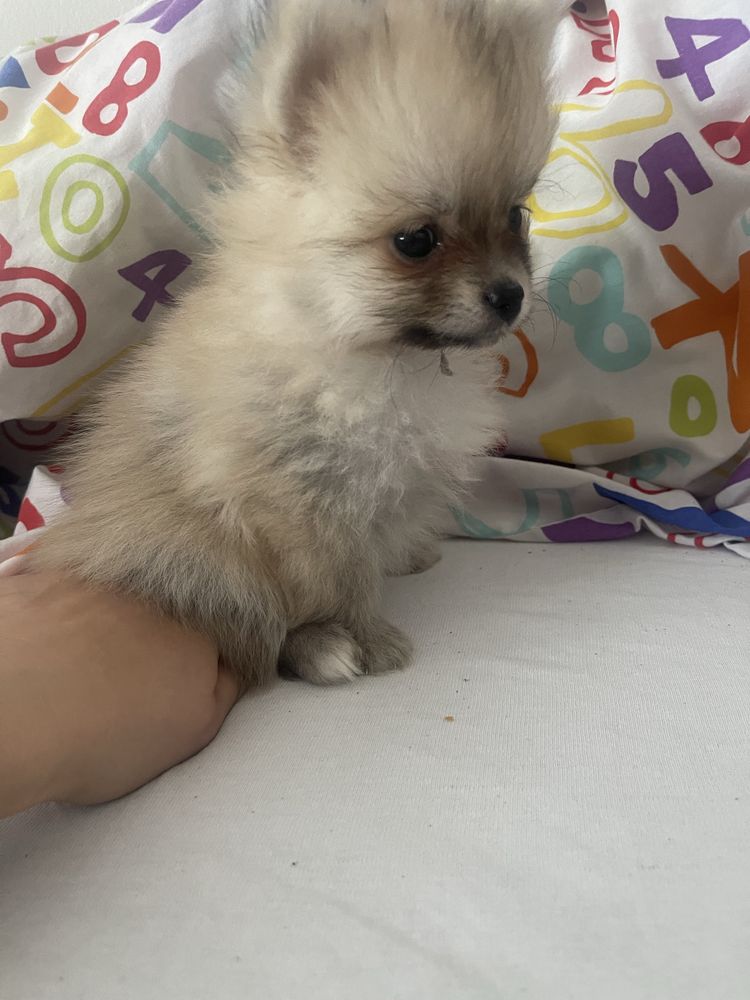 Rezerwacja .Szpic Miniaturowy Pomeranian
