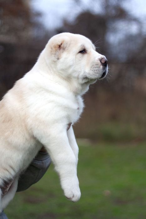 Очаровательная красотка Среднеазиатс