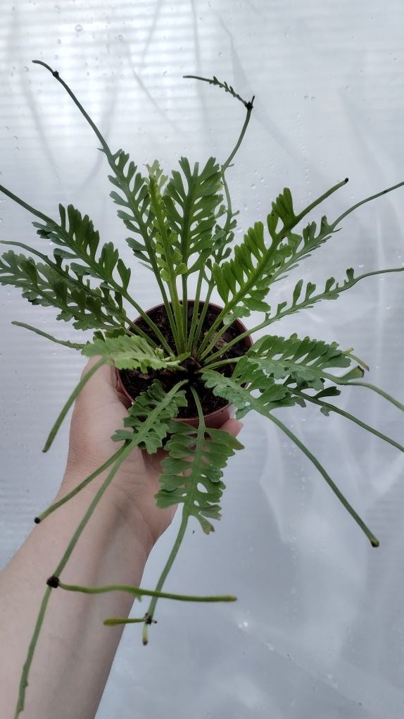 Папороть аспленіум Asplenium kenzoi