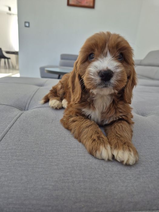Cockapoo f1 Cocker spaniel & Pudel