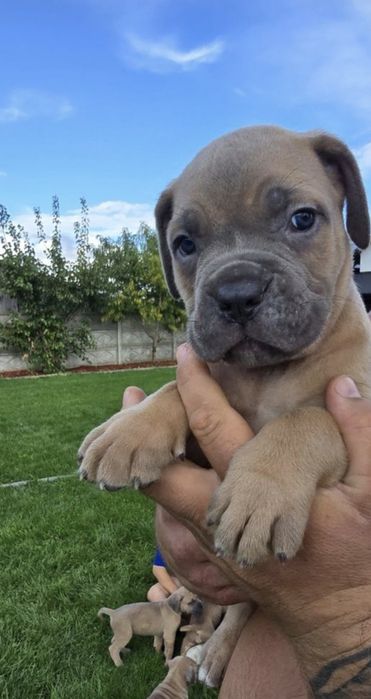 Cane Corso mocna suczka
