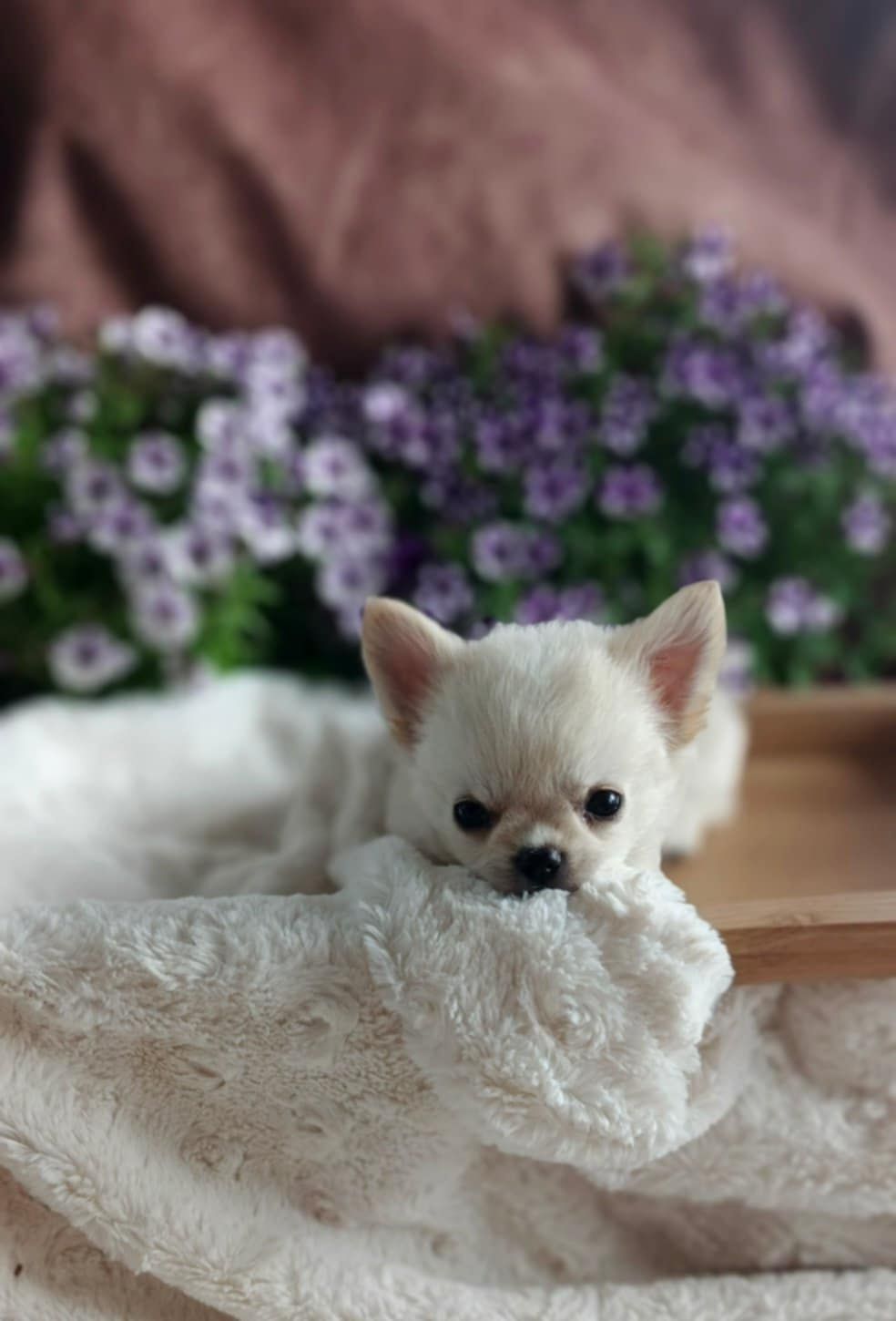 SIMBA - Długowłosy Chihuahua