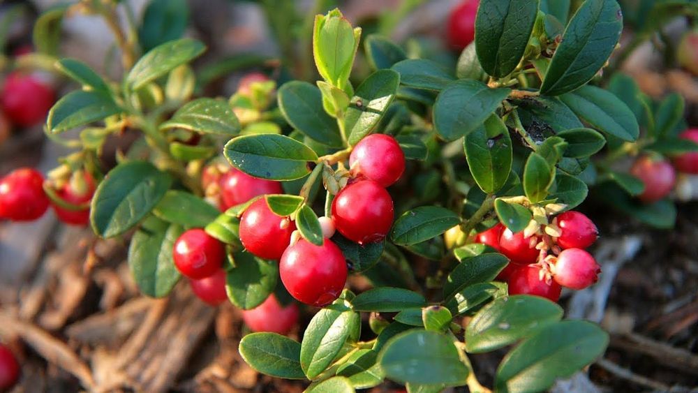 Брусниця, чорниця, верес саджанці