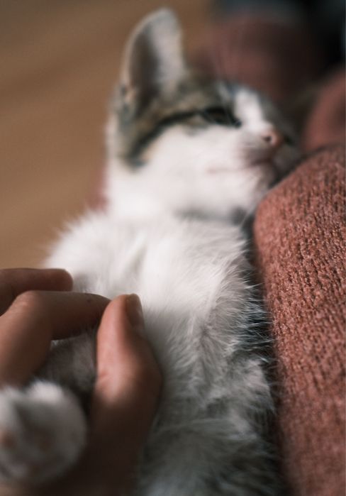 Dwa kotki do adopcji Łapy/Białystok