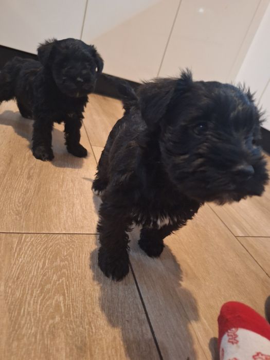 Sznaucer miniaturowy do odbioru przed Mikołajem