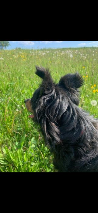 HOŁEK   13-letni szuka domu!