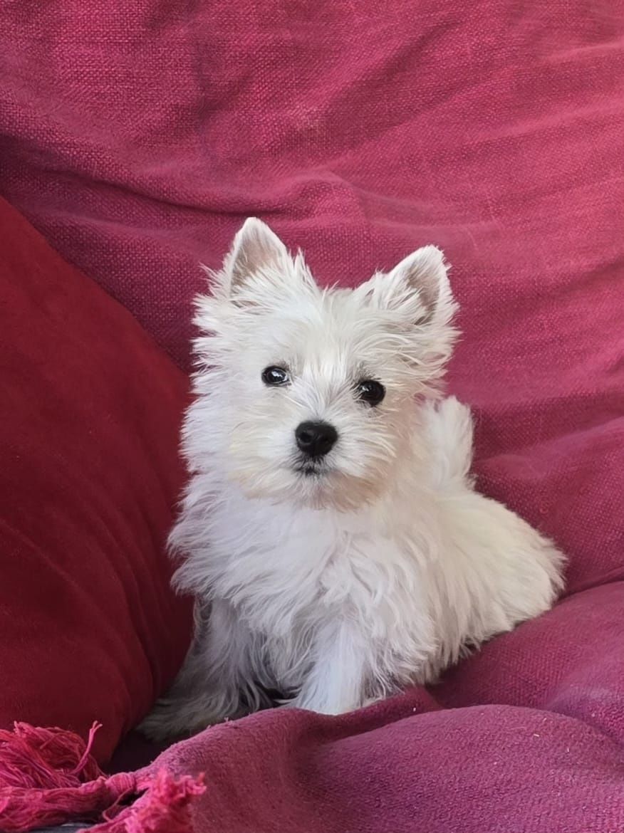 Piesek West highland white terrier