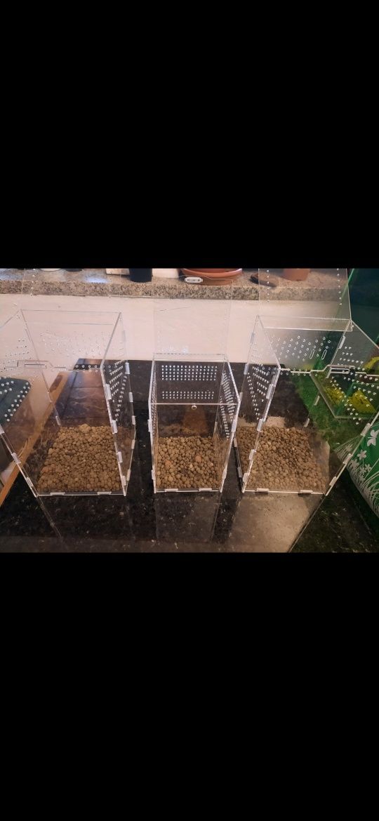 Terrário para tarântulas em acrílico novo