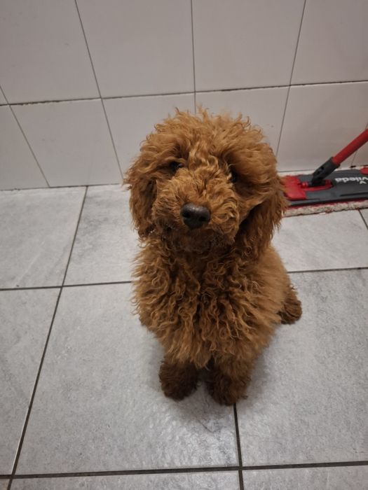 Suczka pudelek miniaturowy 4-ro miesięczna