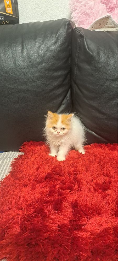 Gatinha persa linda