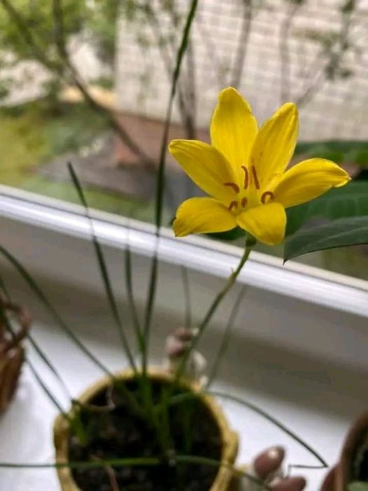 Продам зефірантес жовтий.