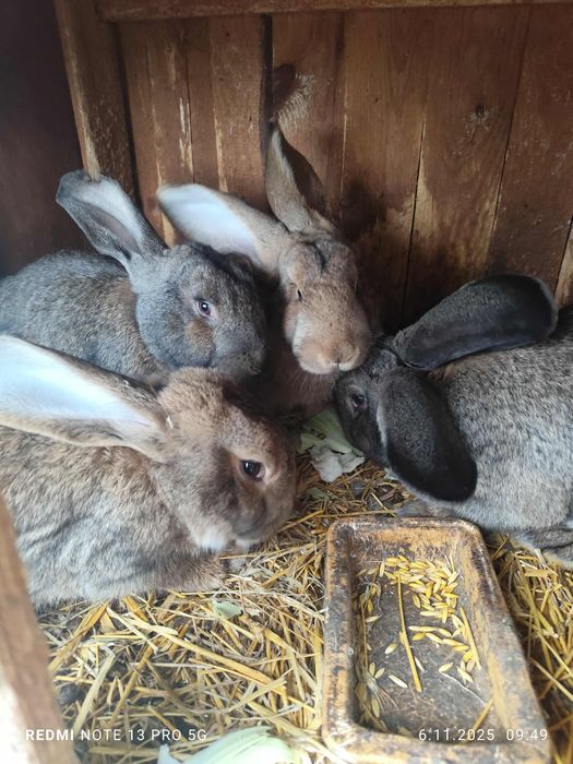 Sprzedam króliki