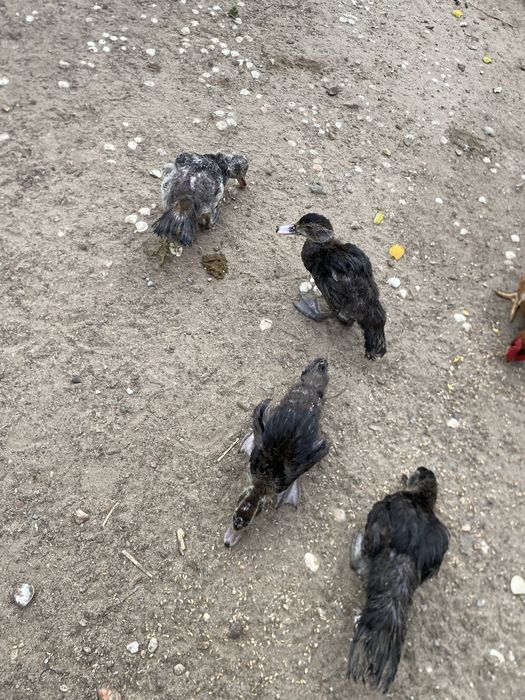 Patos mudos pequenos