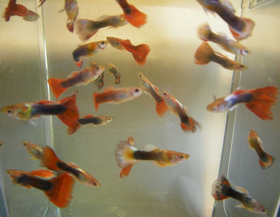 Пецилії   меченосці  гуппі