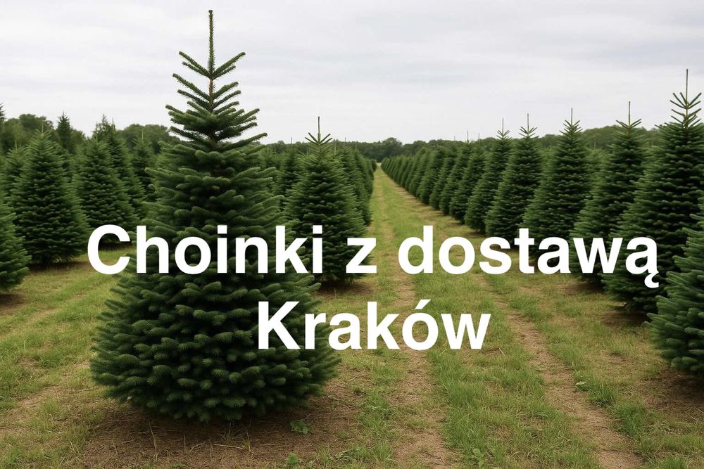 Choinki Świateczne Jodła Kaukaska 100-600cm Premium