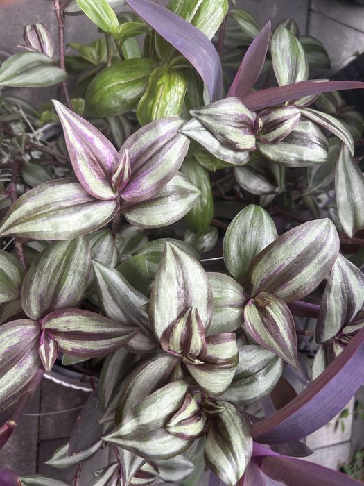 Zestaw Trzykrotek Mix 25zł