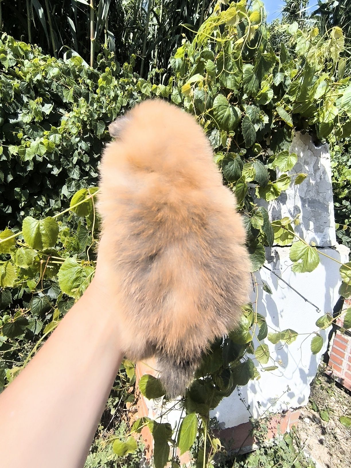 Spitz Anão.Lulu da Pomerânia .Lop Afixo. Tamanho Super mini