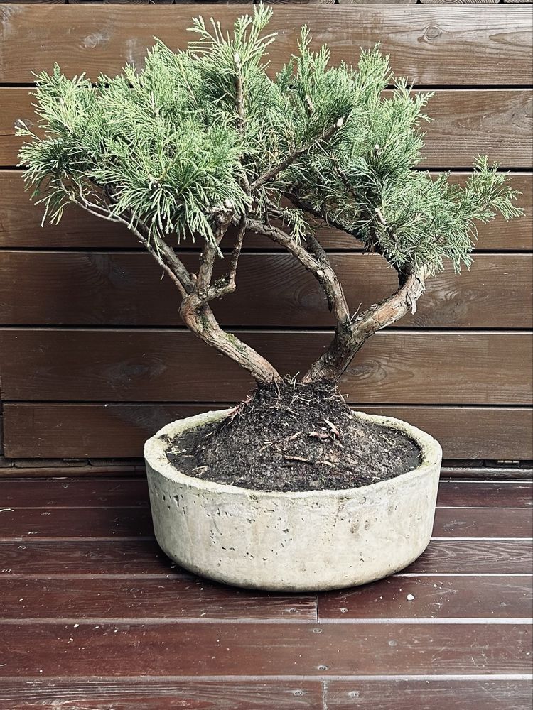 Bonsai z jałowca w ręcznie wykonanej betonowej donicy