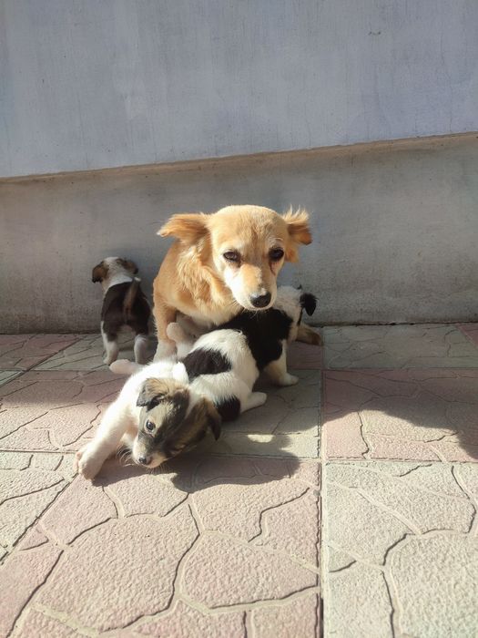 Віддам щянята цуценята маленькі песики