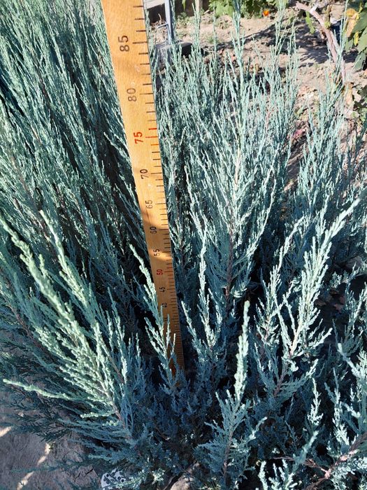 Саджанці ялівець Блю Ерроу, саженцы можжевельник Блю Ерроу, Blue Arrow