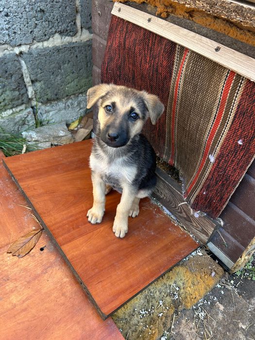 Щенята безкоштовно