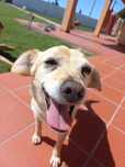Dogsitter/Passear cães- Leiria
