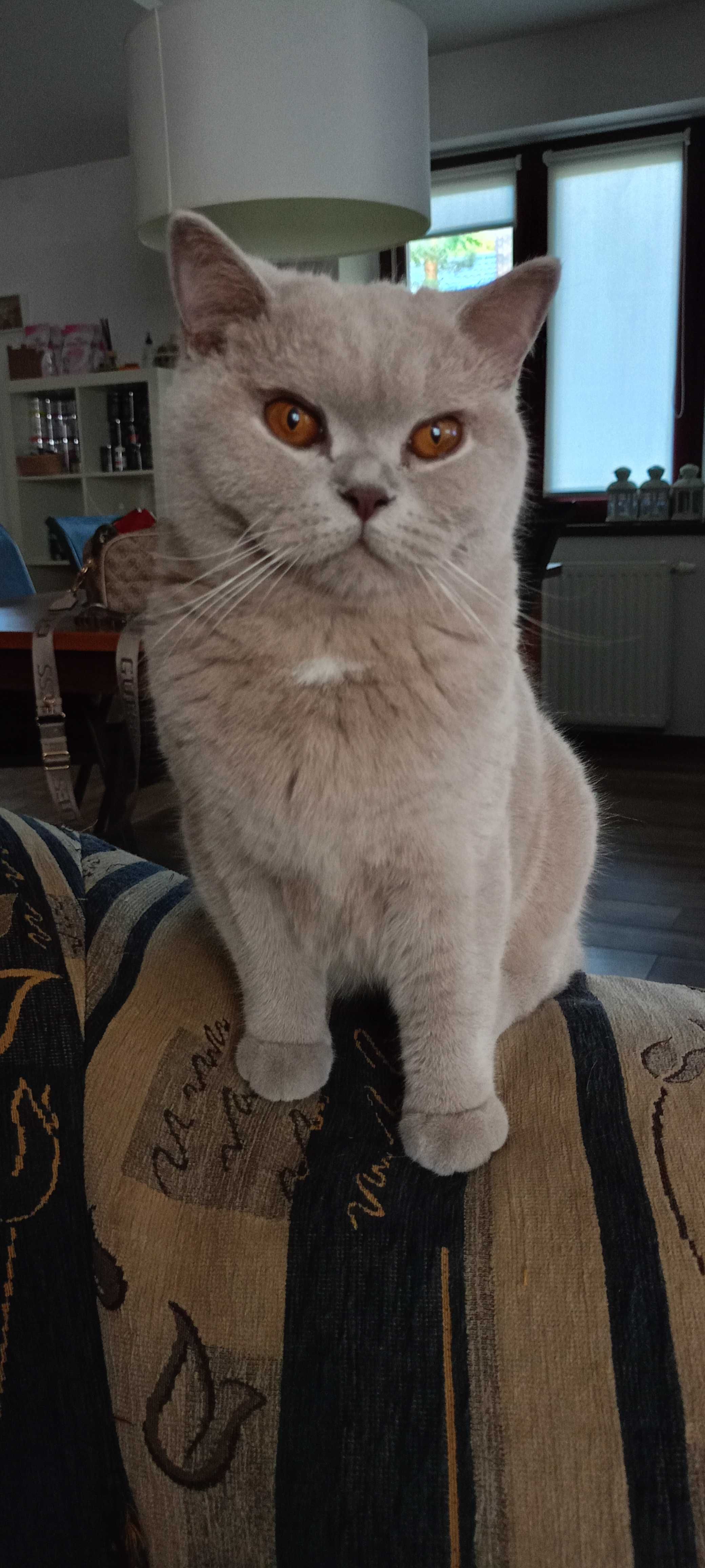 14 miesięczna liliowa kotka brytyjska na kolanka lub opcja do hodowli