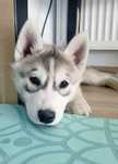 Śliczna Sunia Siberian Husky zkwp fci po champion