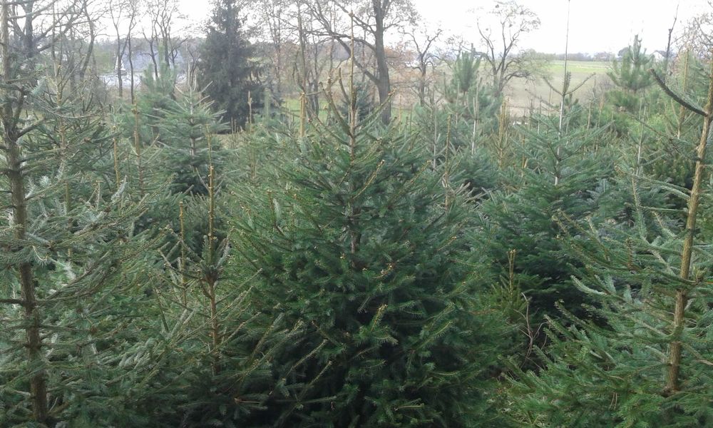 Choinki Żywe Jodła kaukaska hurt--detal