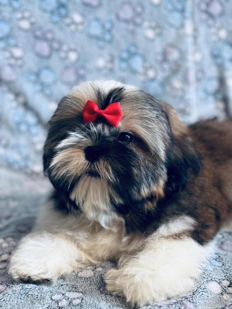 Piesek Nero 4 m-ce shih tzu Zkwp FCI komplet szczepień, szuka domku