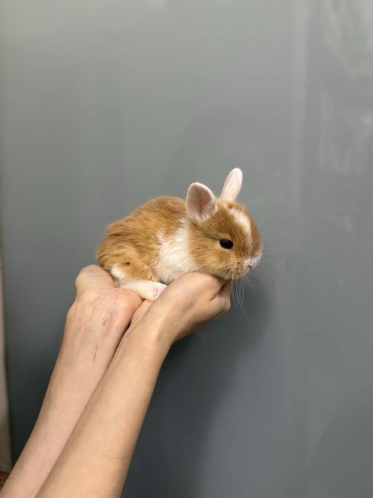 Нідерландський карликовий кролик супер  міні