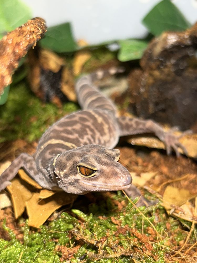 Goniurosaurus lichtenfelderi- gekon chiński samica