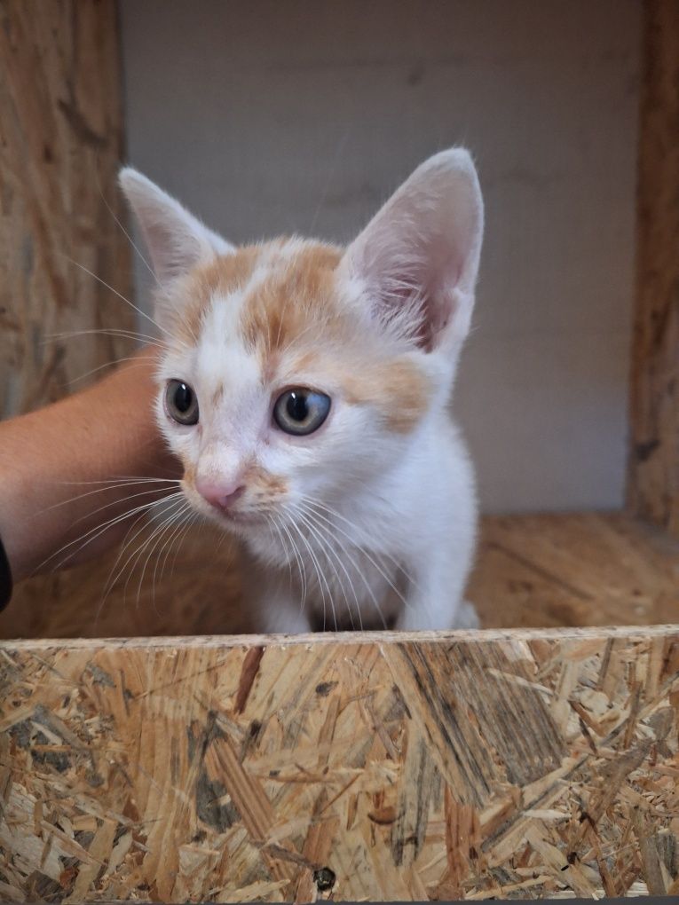 Kotek do adopcji