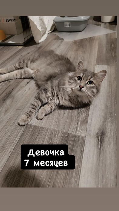 Разные котята бесплатно