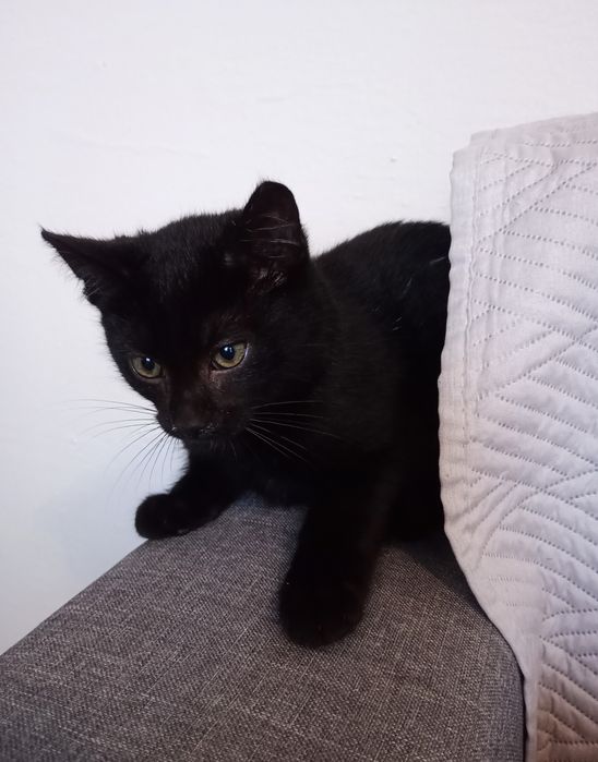 Mały kotek do oddania w dobre ręce