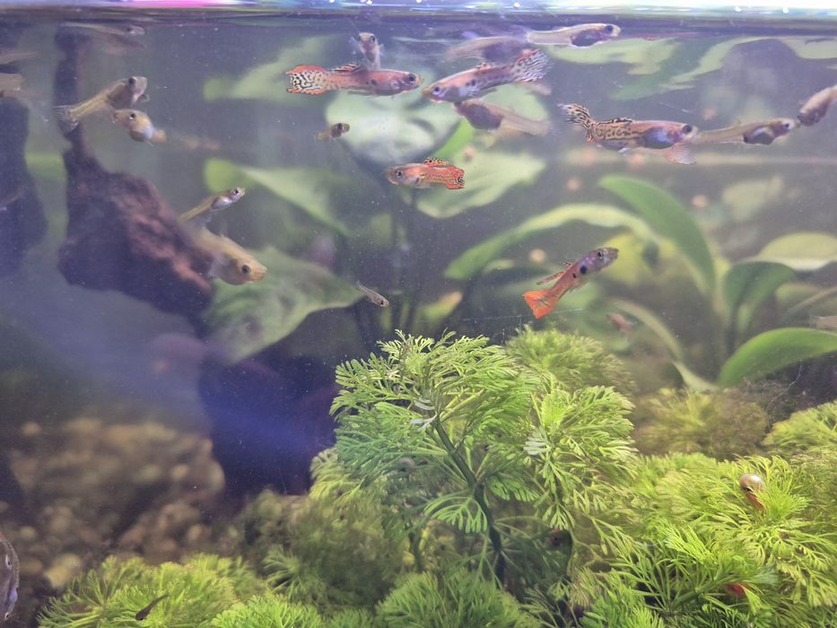 Guppys e plantas aquáticas