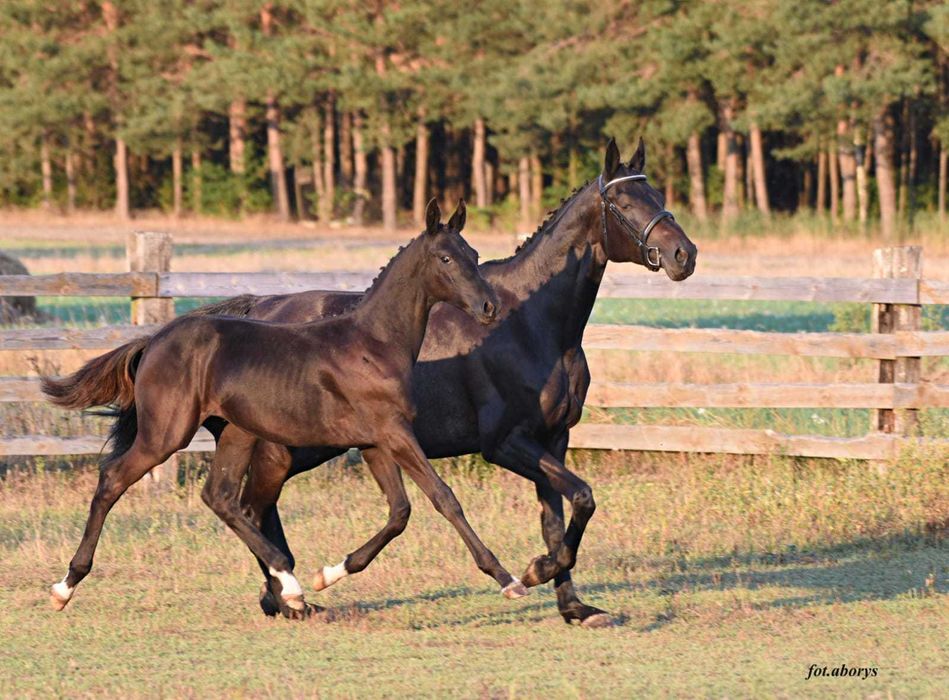 Ogierek prospekt ujeżdżeniowy kary malowany