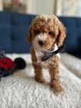 Cudowny Piesek Malitpoo F1b!