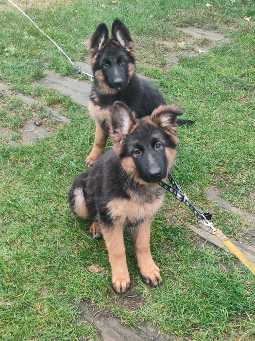 Owczarek niemiecki długowłosy SUCZKA   FCI