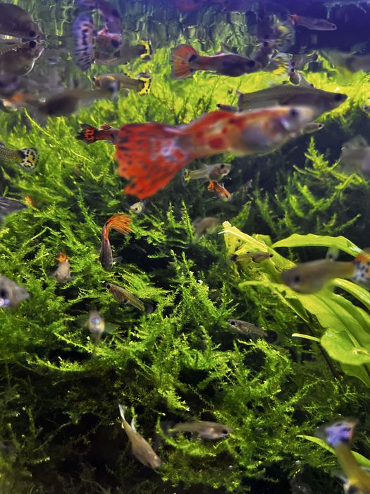 Mech akwariowy zdrowy bez glonow 300ml