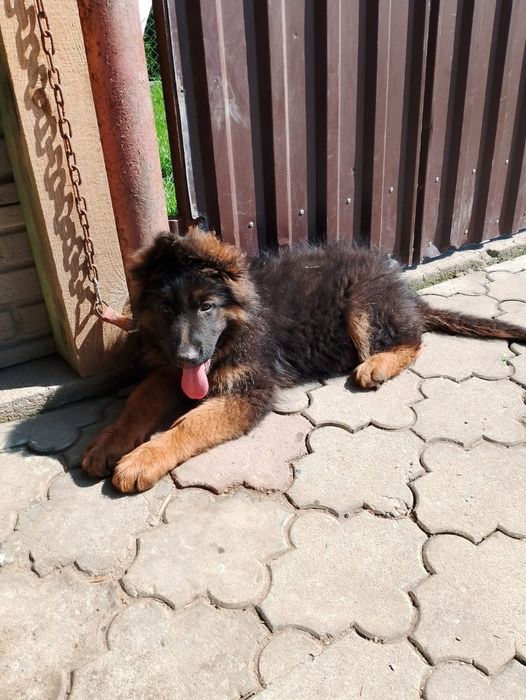 Owczarek niemiecki długowłosy szczeniaczek