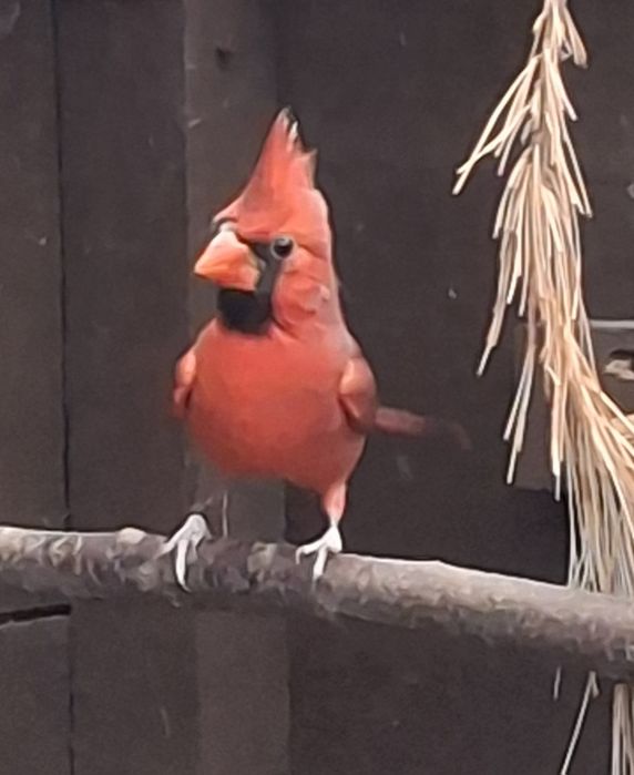 Sprzedam Kardynał Szkarłatny