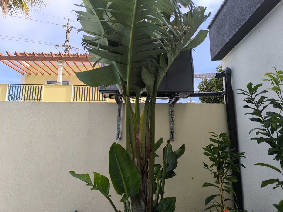 Estrelícia Gigante (Strelitzia Augusta Nicolai)