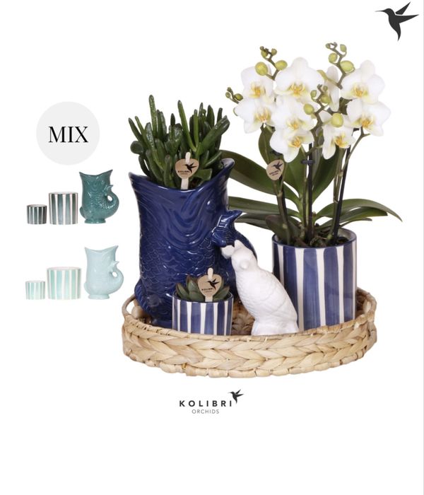Подарункові набори, орхідеї, вазони